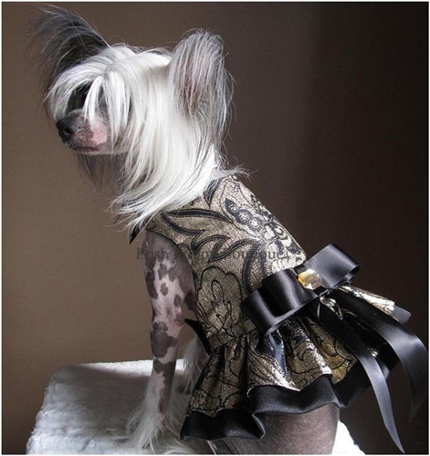 dog harness dress