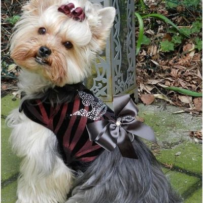 Couture Majestic Crown Dog Harness Vest
