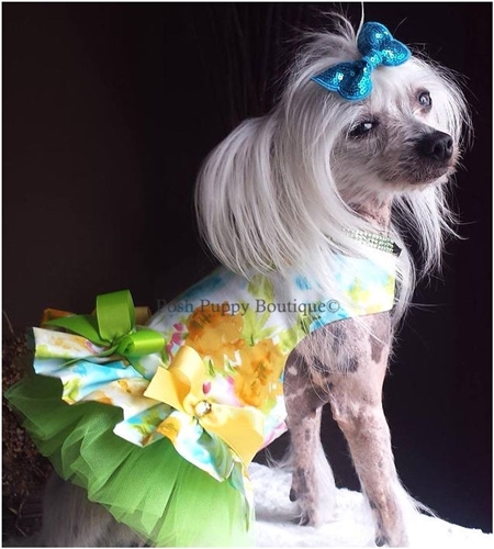 Couture Water Colors Dog Harness Dress