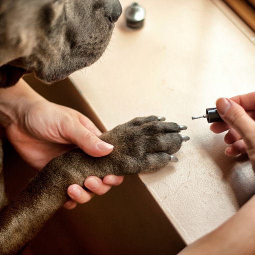 chic paw silver dog nail polish