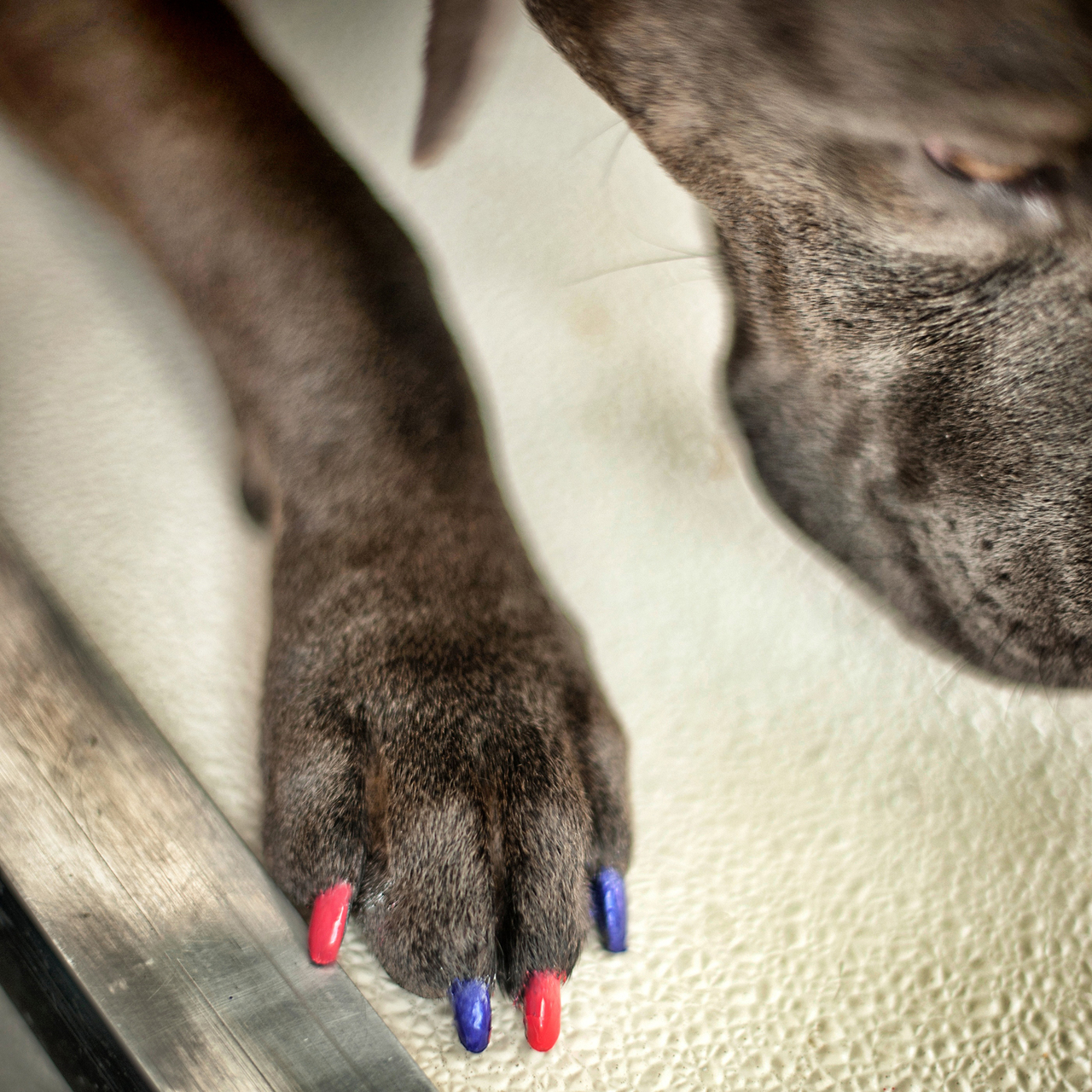sexy paw red dog nail polish Winston Dog
